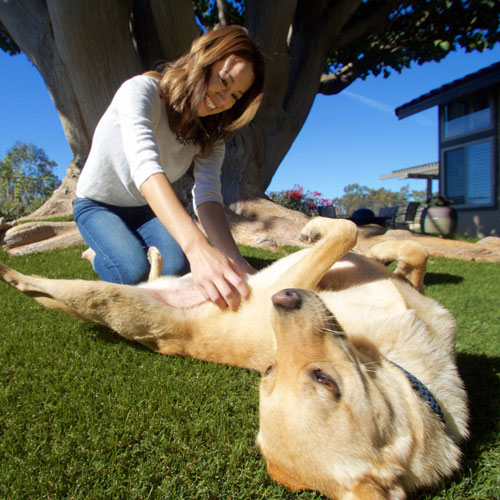 synlawn-pet-playing-on-turf-500px-square-web