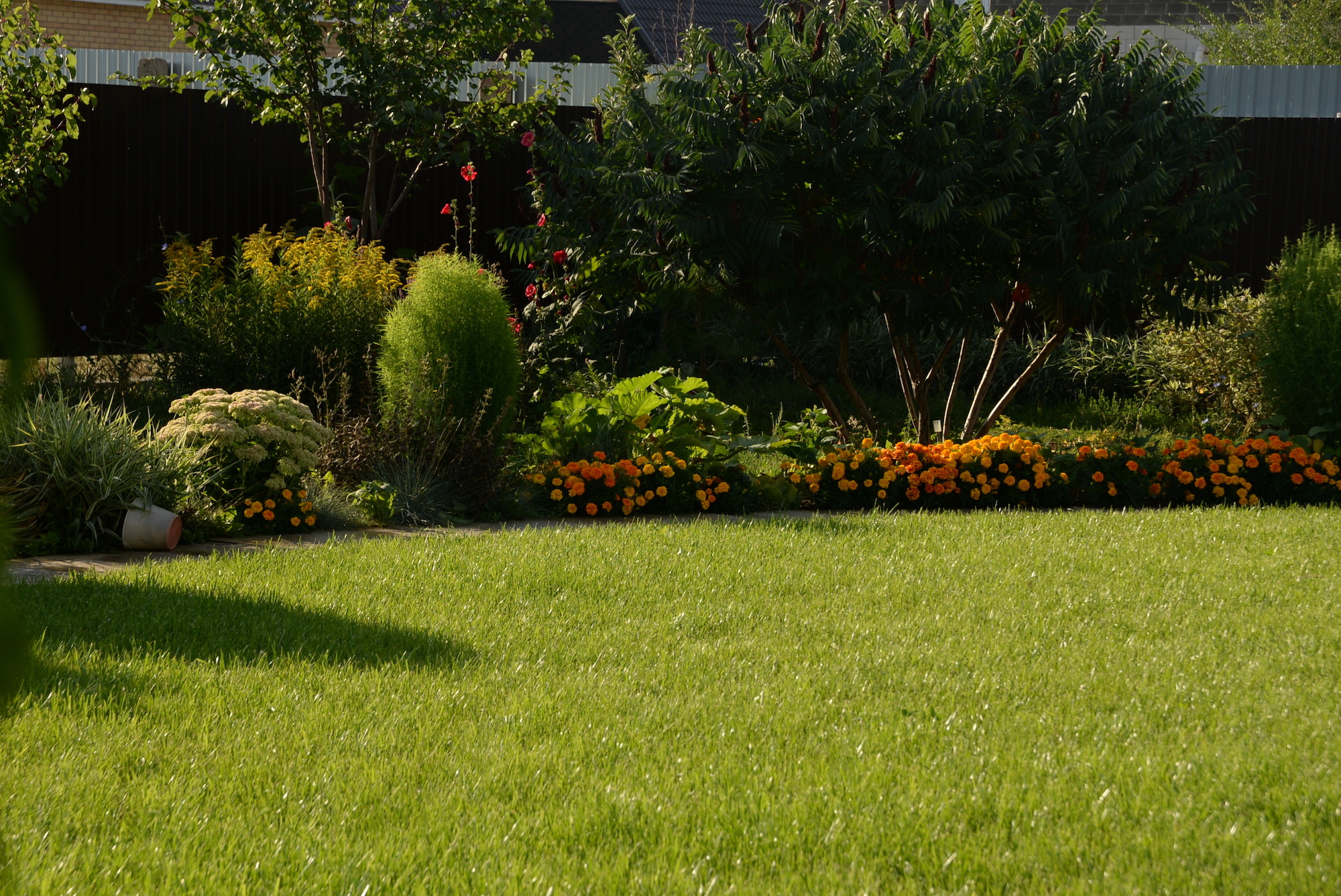 green grass, lawn in the garden