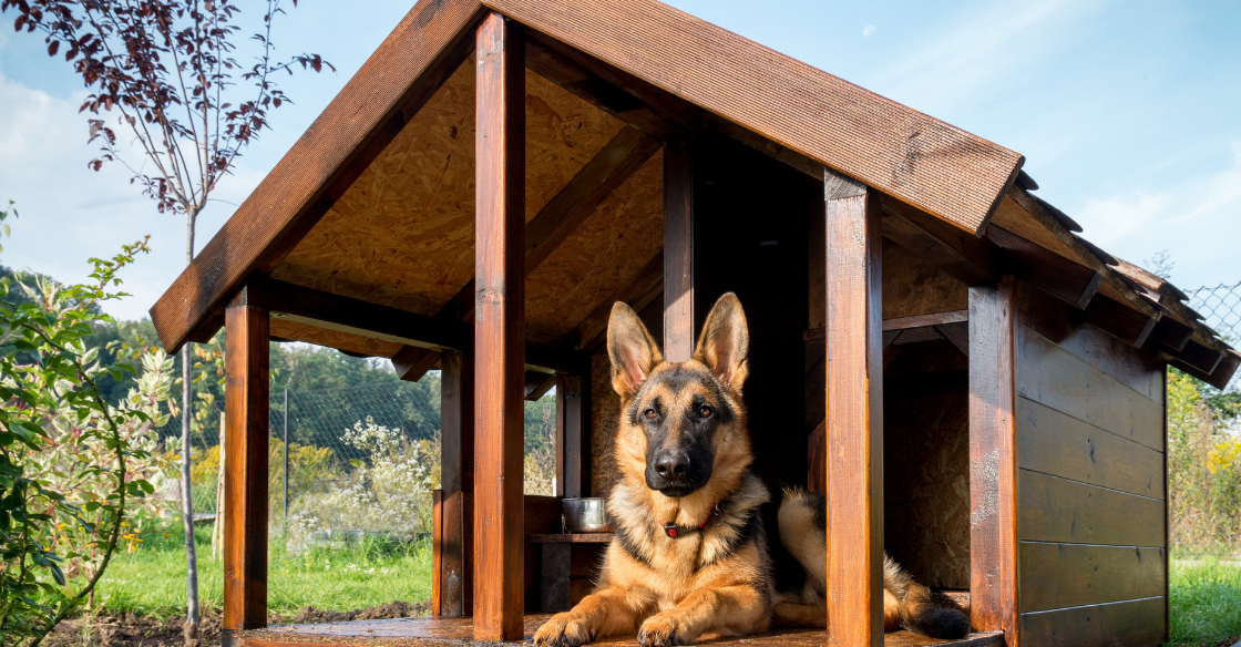 A German Shepard sitting in their backyard dog house for shade and shelter. 