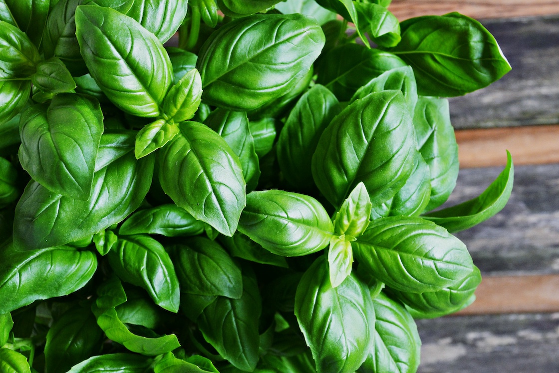 Fresh Basil