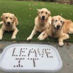 Dogs posing on artificial grass