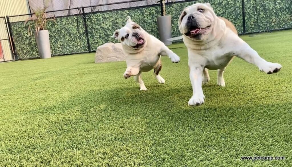 dogs playing on artificial grass