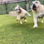 dogs playing on artificial grass