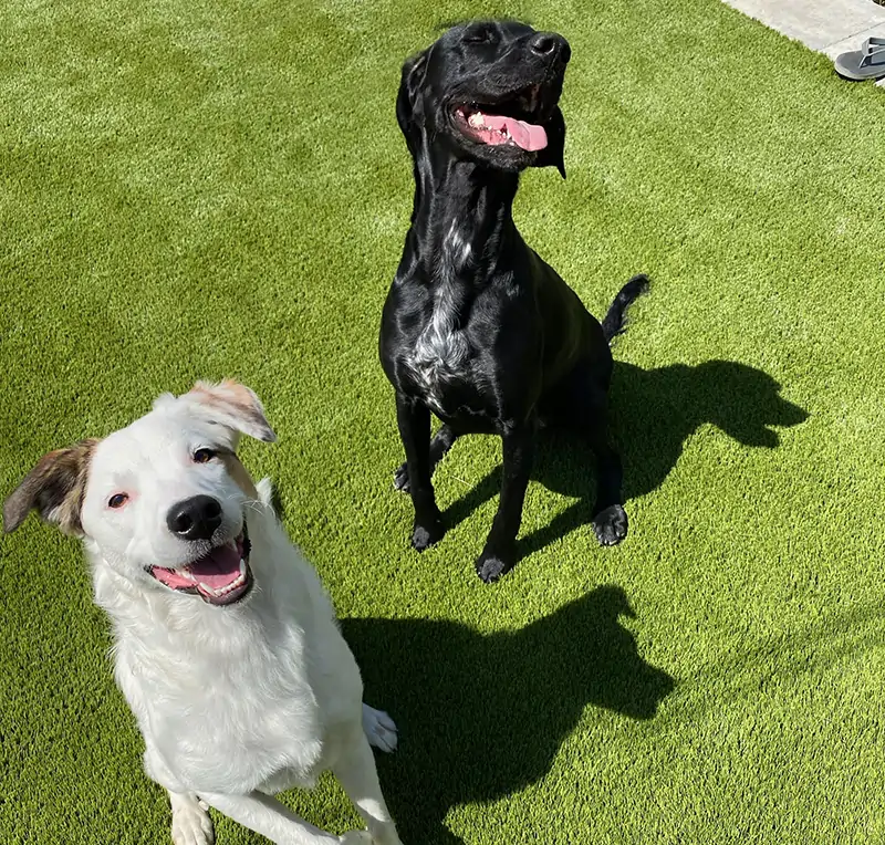 Happy dogs on SYNLawn artificial pet grass