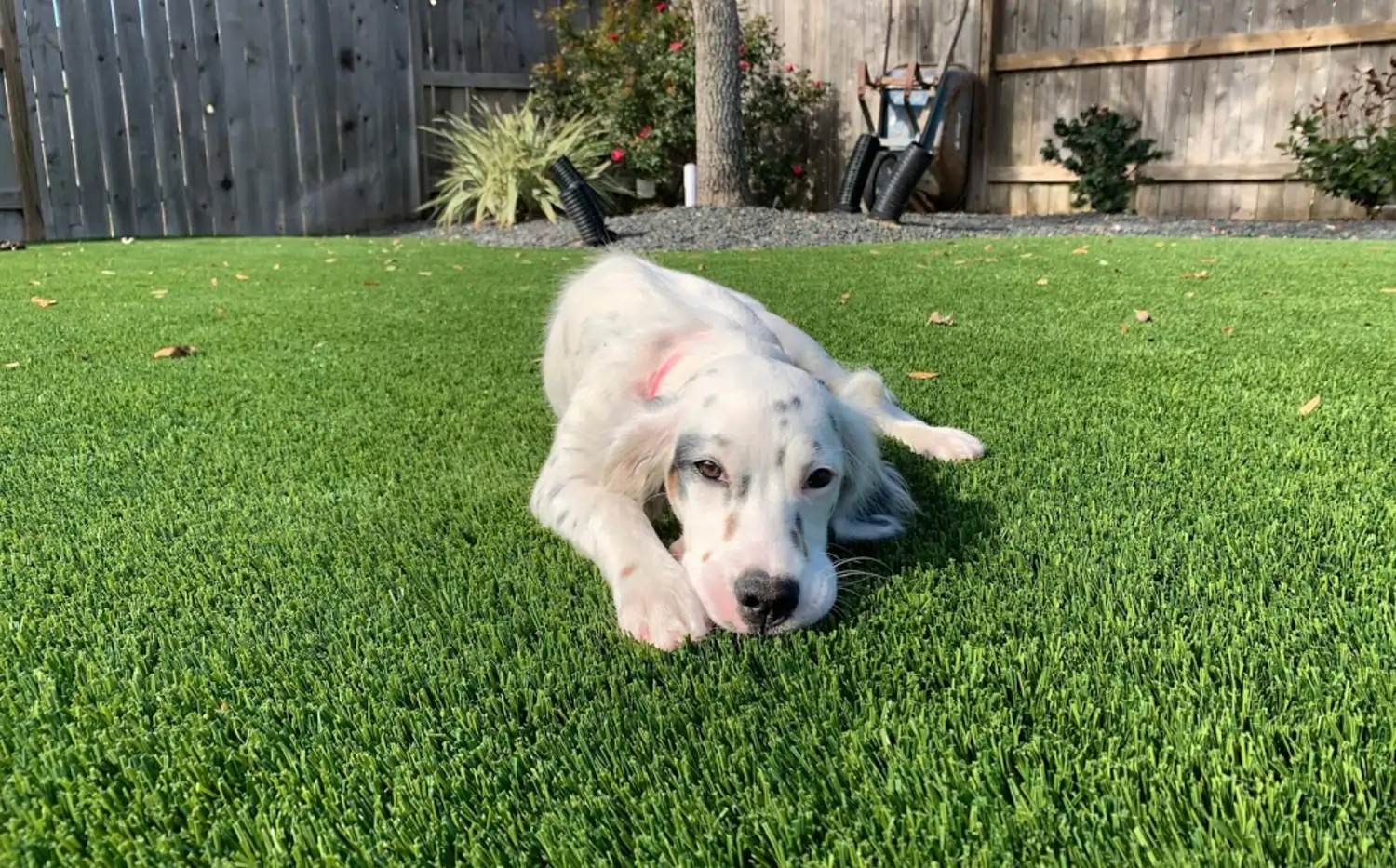 Dog relaxing on SYNLawn artificial grass