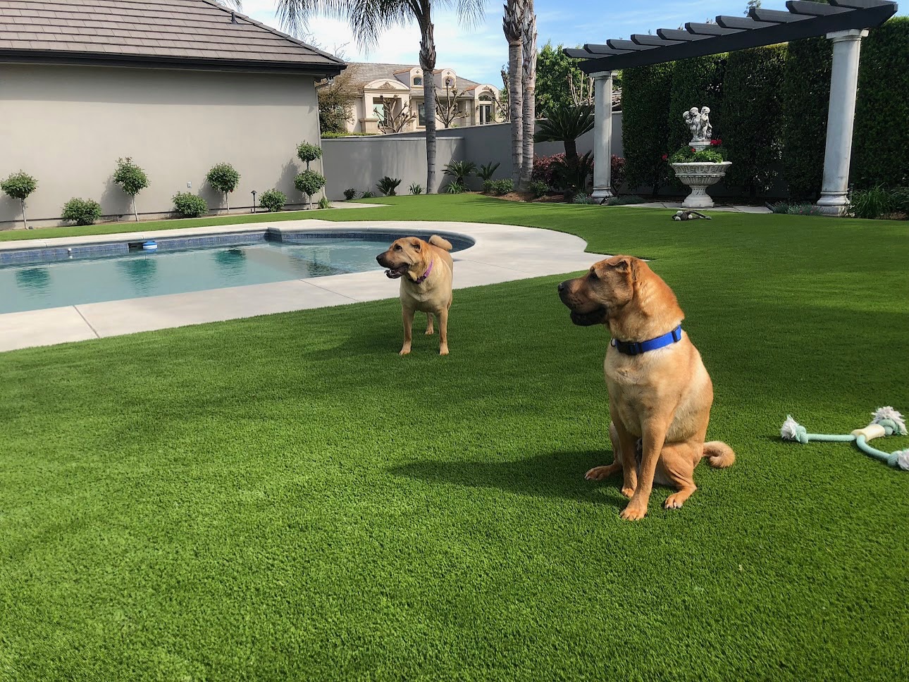 dogs on synlawn houston artificial turf by pool